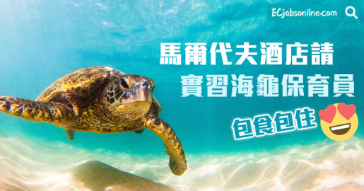 【絶世筍工】馬爾代夫酒店請實習海龜保育員包食包住